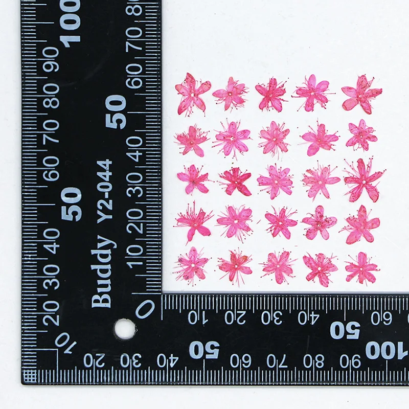 12PCS Real Dried Flowers Symplocos Paniculata for DIY Bookmark Phone Case Real Natural Pressed Flowers Petal Resin Fillings