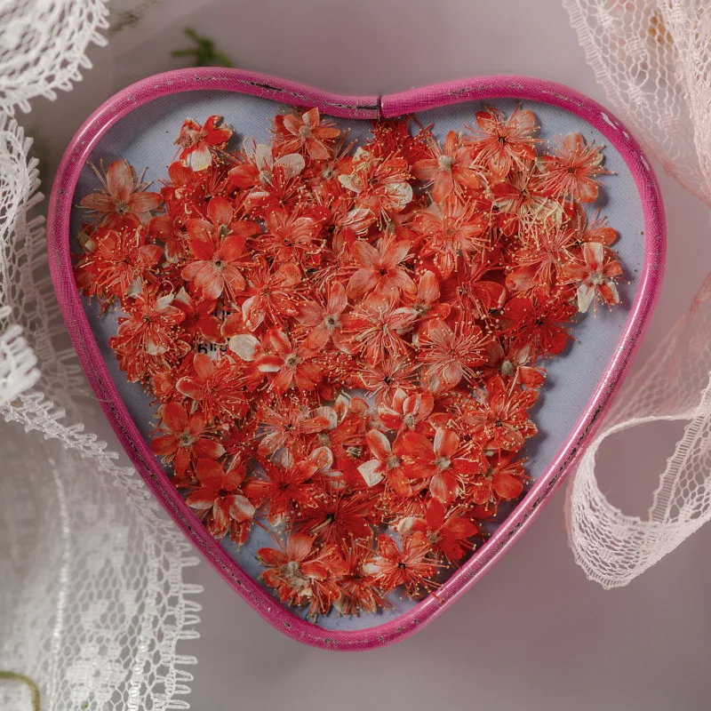 12PCS Real Dried Flowers Symplocos Paniculata for DIY Bookmark Phone Case Real Natural Pressed Flowers Petal Resin Fillings