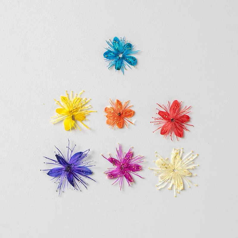 12PCS Real Dried Flowers Symplocos Paniculata for DIY Bookmark Phone Case Real Natural Pressed Flowers Petal Resin Fillings