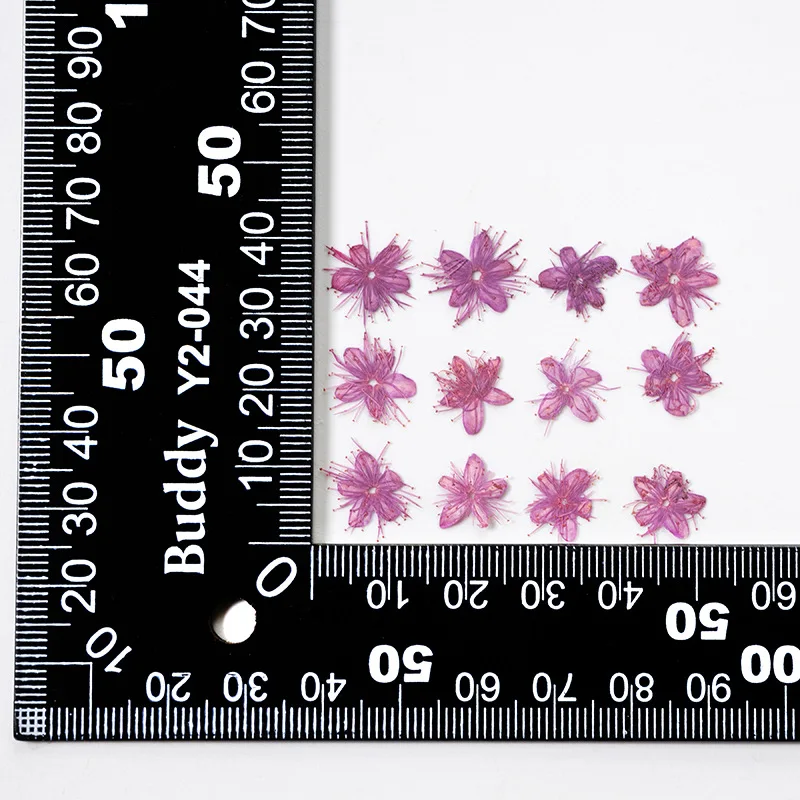 12PCS Real Dried Flowers Symplocos Paniculata for DIY Bookmark Phone Case Real Natural Pressed Flowers Petal Resin Fillings
