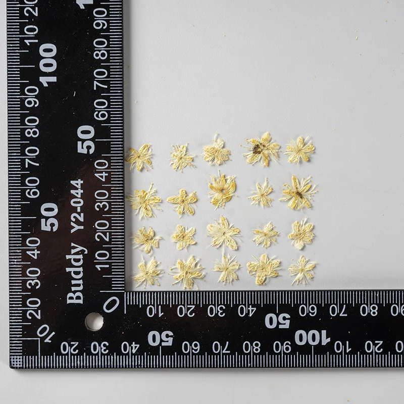 12PCS Real Dried Flowers Symplocos Paniculata for DIY Bookmark Phone Case Real Natural Pressed Flowers Petal Resin Fillings