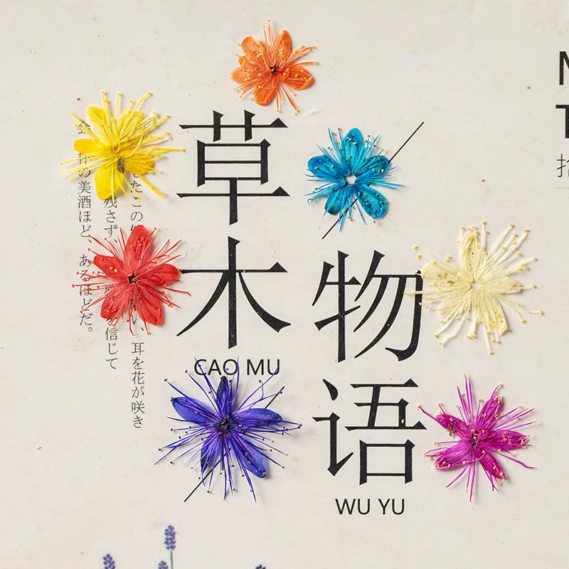 12PCS Real Dried Flowers Symplocos Paniculata for DIY Bookmark Phone Case Real Natural Pressed Flowers Petal Resin Fillings