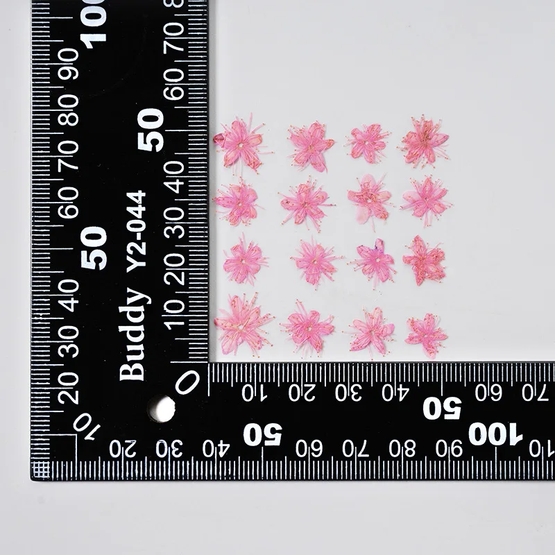 12PCS Real Dried Flowers Symplocos Paniculata for DIY Bookmark Phone Case Real Natural Pressed Flowers Petal Resin Fillings