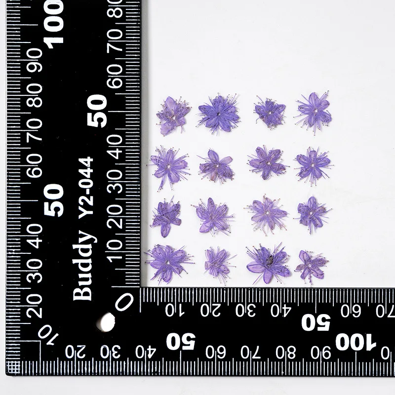 12PCS Real Dried Flowers Symplocos Paniculata for DIY Bookmark Phone Case Real Natural Pressed Flowers Petal Resin Fillings