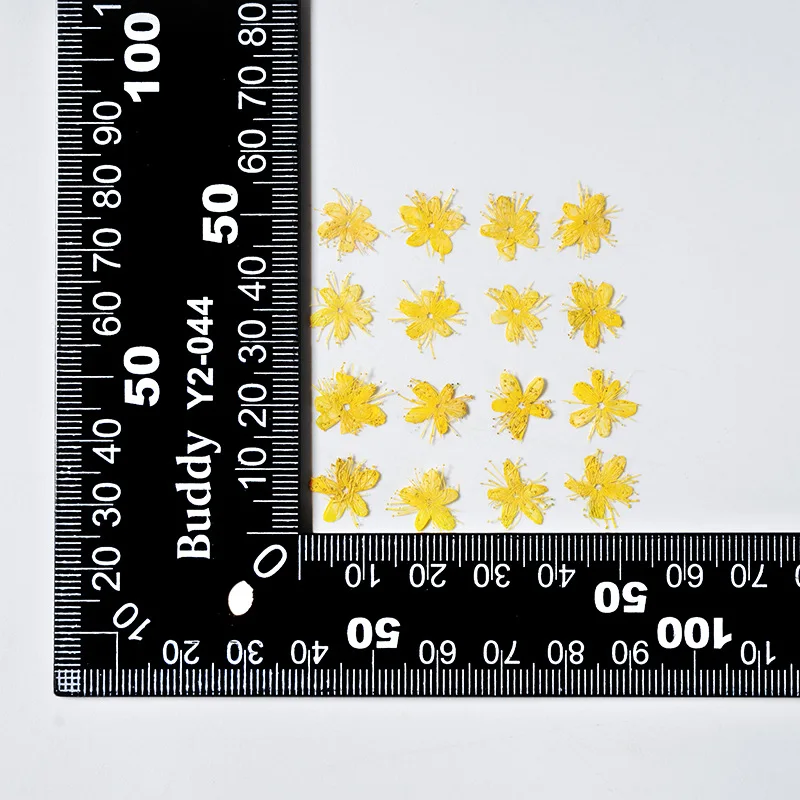 12PCS Real Dried Flowers Symplocos Paniculata for DIY Bookmark Phone Case Real Natural Pressed Flowers Petal Resin Fillings