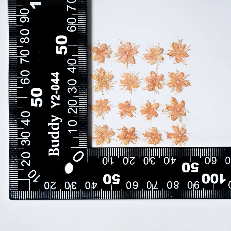 12PCS Real Dried Flowers Symplocos Paniculata for DIY Bookmark Phone Case Real Natural Pressed Flowers Petal Resin Fillings