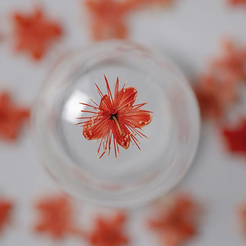 12PCS Real Dried Flowers Symplocos Paniculata for DIY Bookmark Phone Case Real Natural Pressed Flowers Petal Resin Fillings