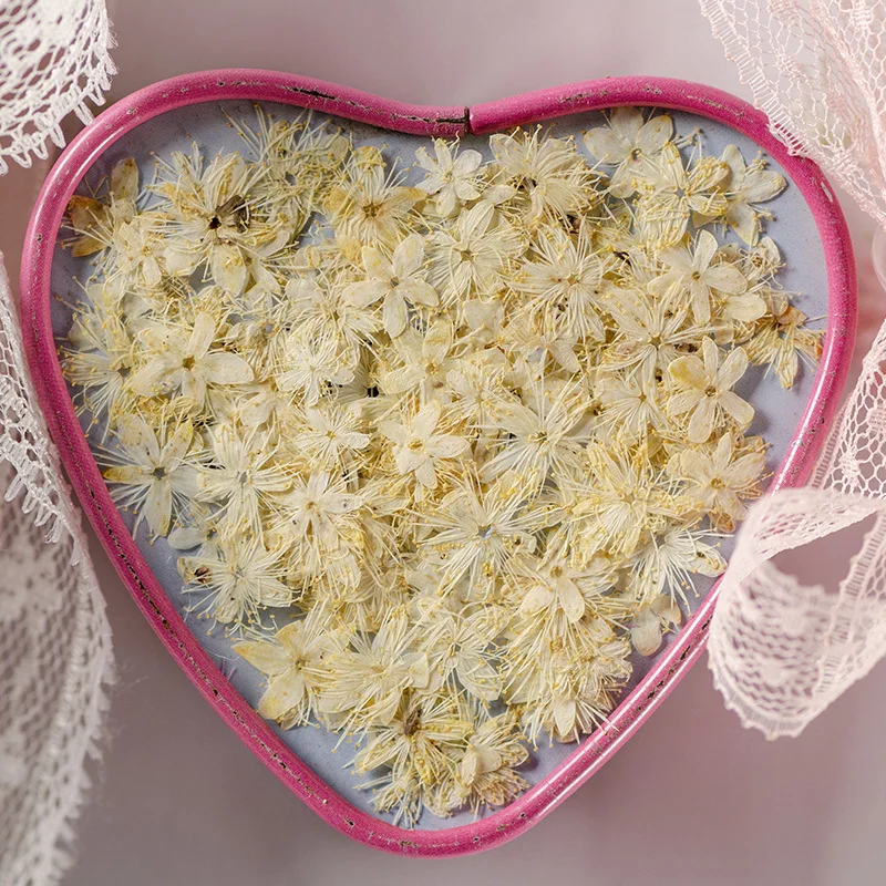 12PCS Real Dried Flowers Symplocos Paniculata for DIY Bookmark Phone Case Real Natural Pressed Flowers Petal Resin Fillings