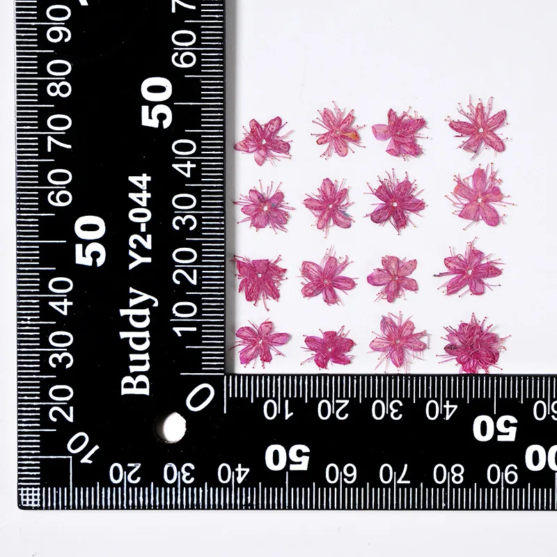 12PCS Real Dried Flowers Symplocos Paniculata for DIY Bookmark Phone Case Real Natural Pressed Flowers Petal Resin Fillings
