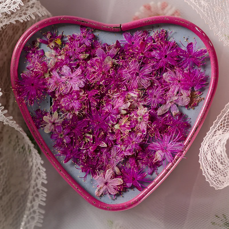 12PCS Real Dried Flowers Symplocos Paniculata for DIY Bookmark Phone Case Real Natural Pressed Flowers Petal Resin Fillings