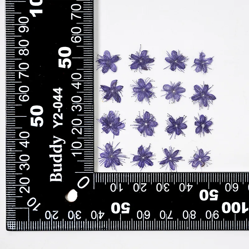 12PCS Real Dried Flowers Symplocos Paniculata for DIY Bookmark Phone Case Real Natural Pressed Flowers Petal Resin Fillings