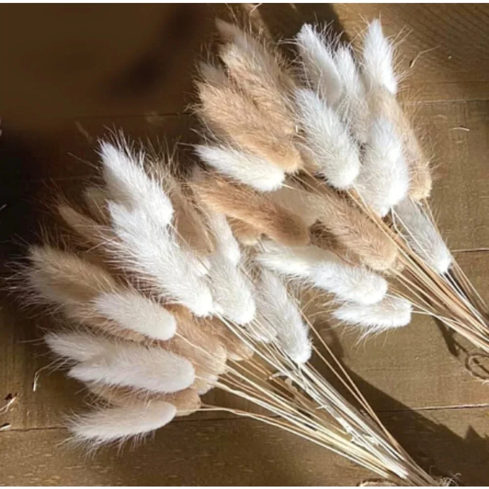 60Pcs Fluffy Bunny Rabbit Tails Grass Bouquet Boho Home Vase Decor Natural Pampas Dried Flower Lagurus Ovatus Wedding Decoration