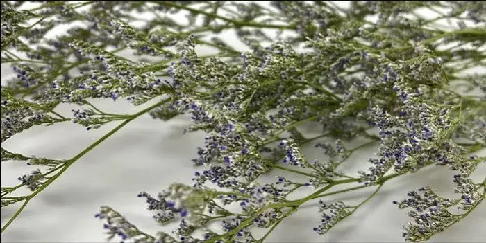 70g Natural Limonium Grass Dried Flowers Bouquet for Nordic Boho Home Decor Fluffy Pampas Valentine's Day Wedding Diy Decoration