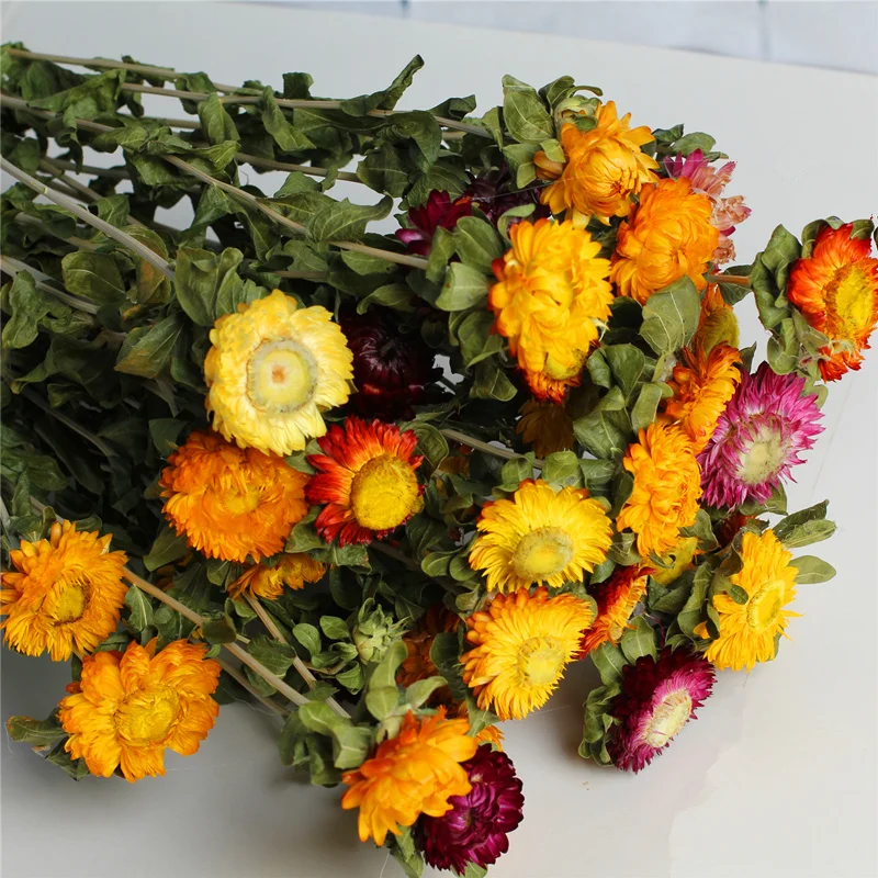 Dry Natural Colorful Straw Chrysanthemum Decorative Daisy Dried Sunflower Bouquet DIY Decor For Branch Home Wedding Party Dry Natural Colorful Straw Chrysanthemum Decorative Daisy Dried Sunflower Bouquet DIY Decor For Branch Home Wedding Party