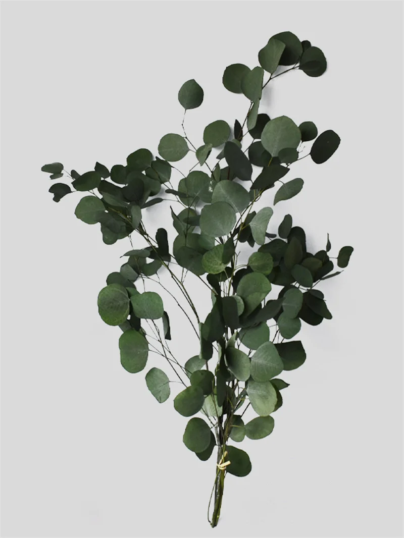 Natural Eucalyptus Leaves Branche Stems Dried Flower Real Plant Ornament DIY Wedding Photo Prop Home Decoration Fleurs Sechees