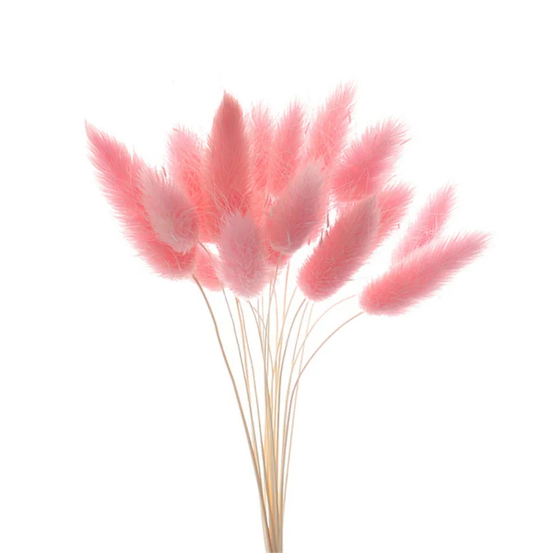 Rabbit Tail Natural Dried Flower Pampas Grass Bunch Real Bouquet Flower for Photo Props Flores Home Wedding Party Decoration Rabbit Tail Natural Dried Flower Pampas Grass Bunch Real Bouquet Flower for Photo Props Flores Home Wedding Party Decoration