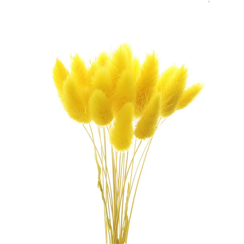 Rabbit Tail Natural Dried Flower Pampas Grass Bunch Real Bouquet Flower for Photo Props Flores Home Wedding Party Decoration Rabbit Tail Natural Dried Flower Pampas Grass Bunch Real Bouquet Flower for Photo Props Flores Home Wedding Party Decoration