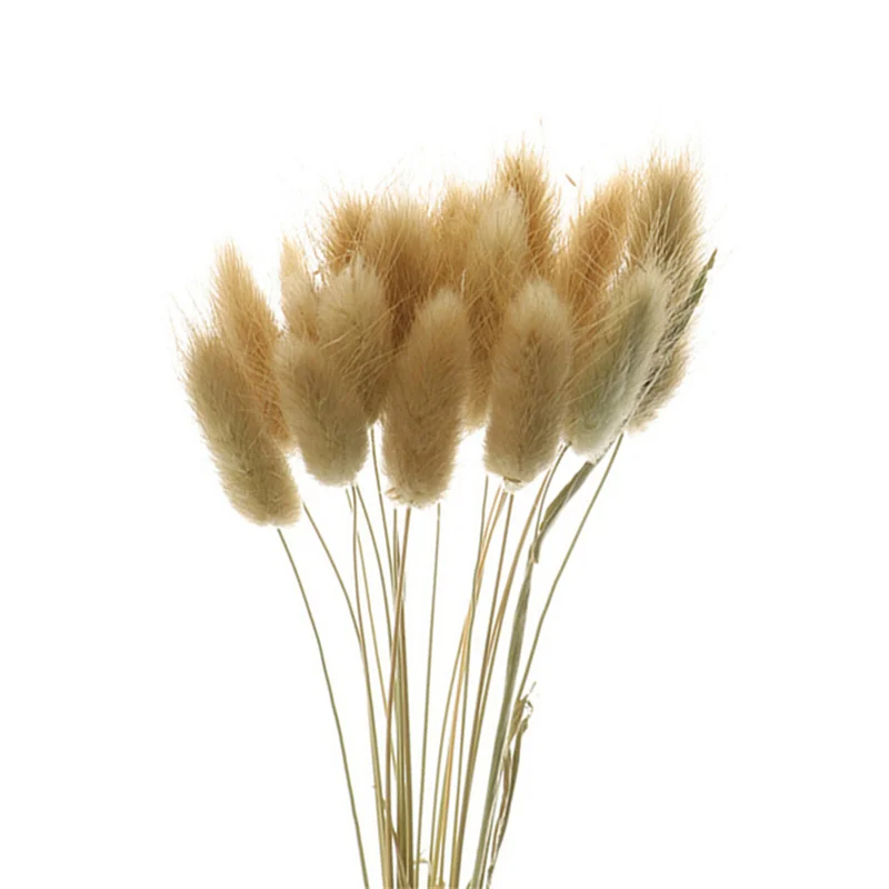 Rabbit Tail Natural Dried Flower Pampas Grass Bunch Real Bouquet Flower for Photo Props Flores Home Wedding Party Decoration Rabbit Tail Natural Dried Flower Pampas Grass Bunch Real Bouquet Flower for Photo Props Flores Home Wedding Party Decoration